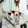 FVE busca empresa para prestação de serviços veterinários na clínica-escola da Univap Urbanova, em São José dos Campos