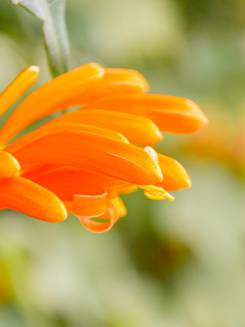 Viveiro e canteiros de plantas medicinais