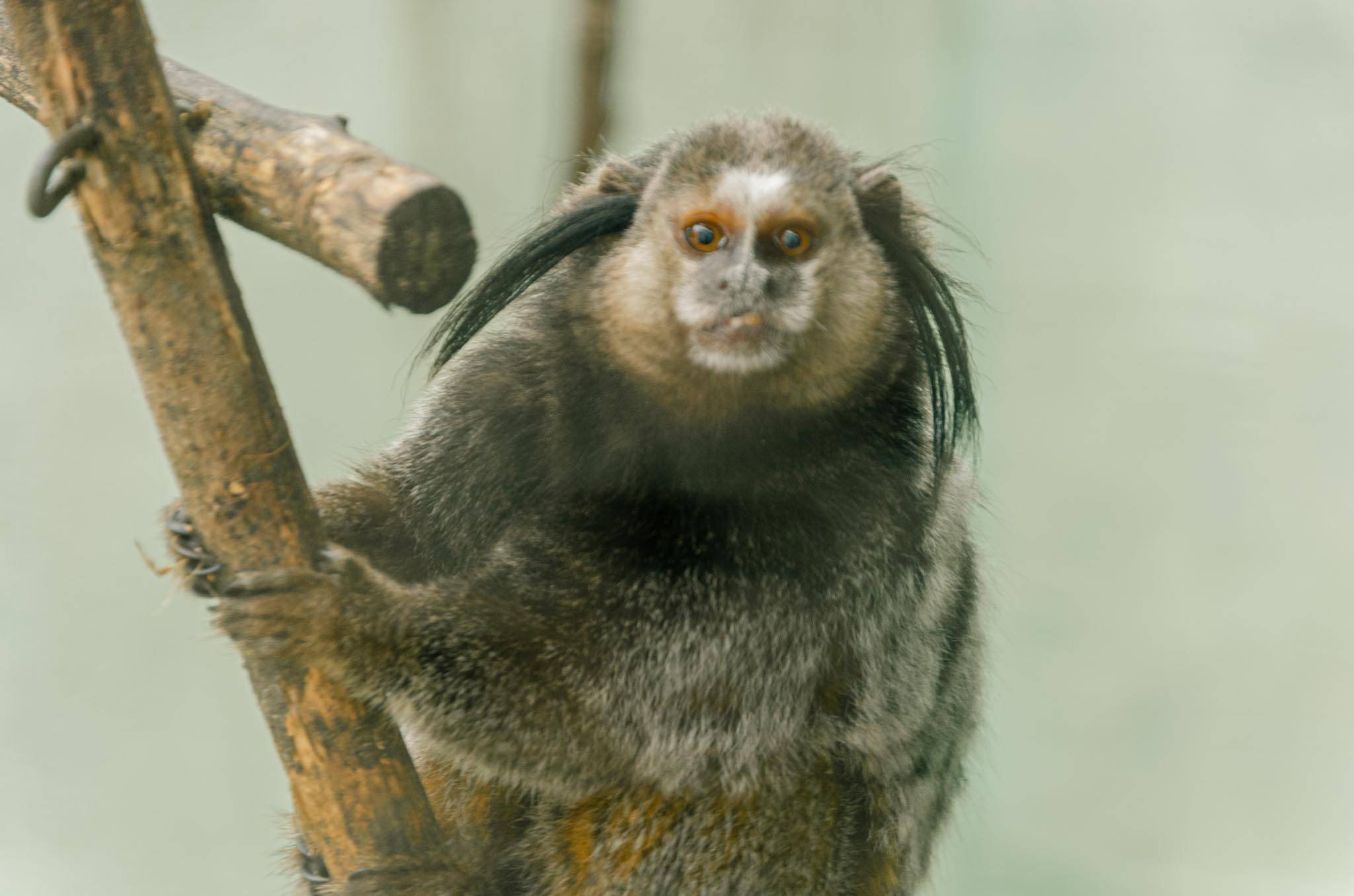 ANIMAIS SILVESTRES EM FOCO: O TRABALHO DO CRAS NA UNIVAP