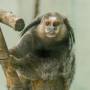 ANIMAIS SILVESTRES EM FOCO: O TRABALHO DO CRAS NA UNIVAP