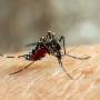 Dengue: Brasil sofre com o aumento no número de casos da doença