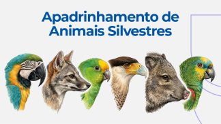 Apadrinhamento Banner