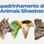 Univap incentiva a conservação da fauna por meio do Projeto de Apadrinhamento de Animais Silvestres